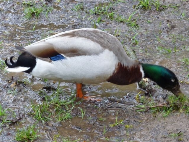    .......and Small Birds